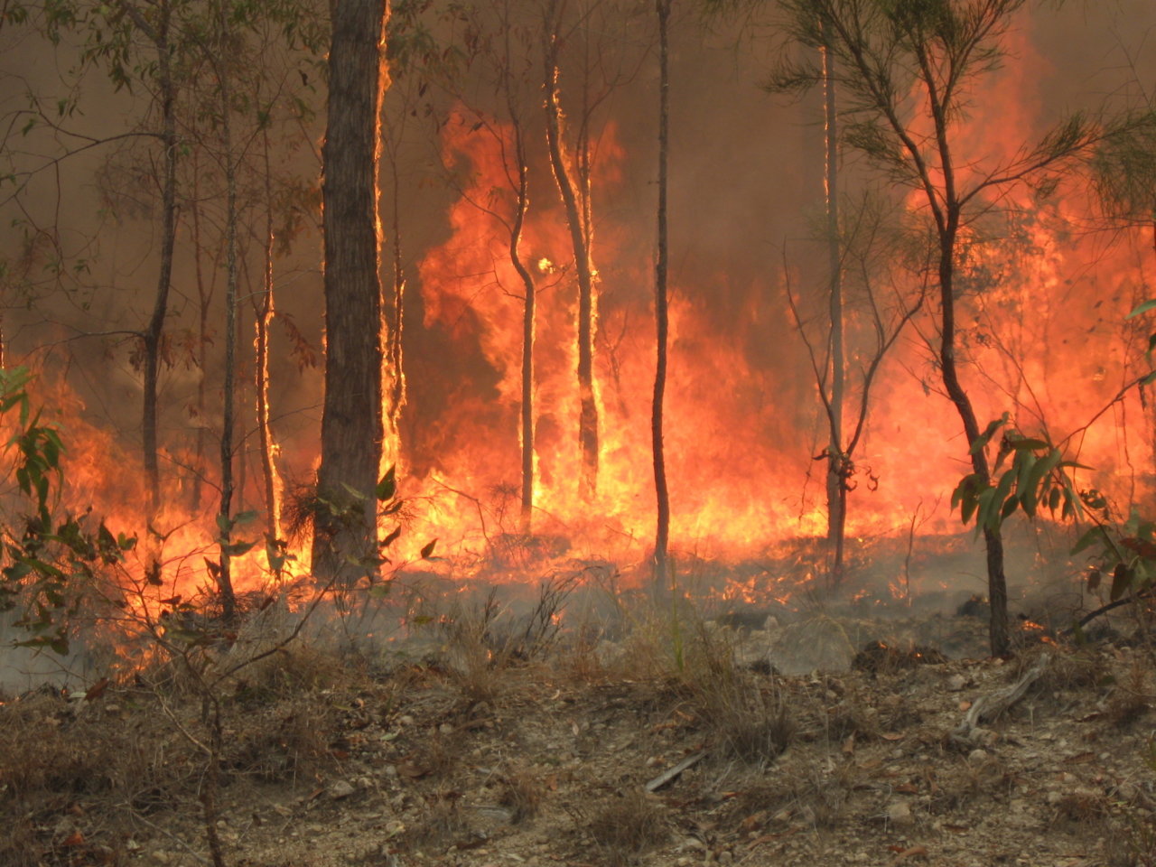 Australia bushfire disaster